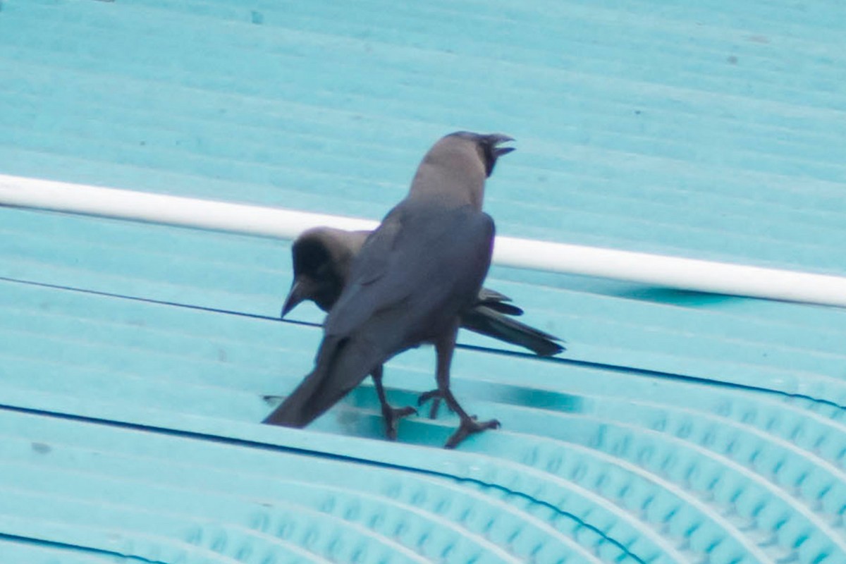 House Crow - Prem swaroop Kolluru