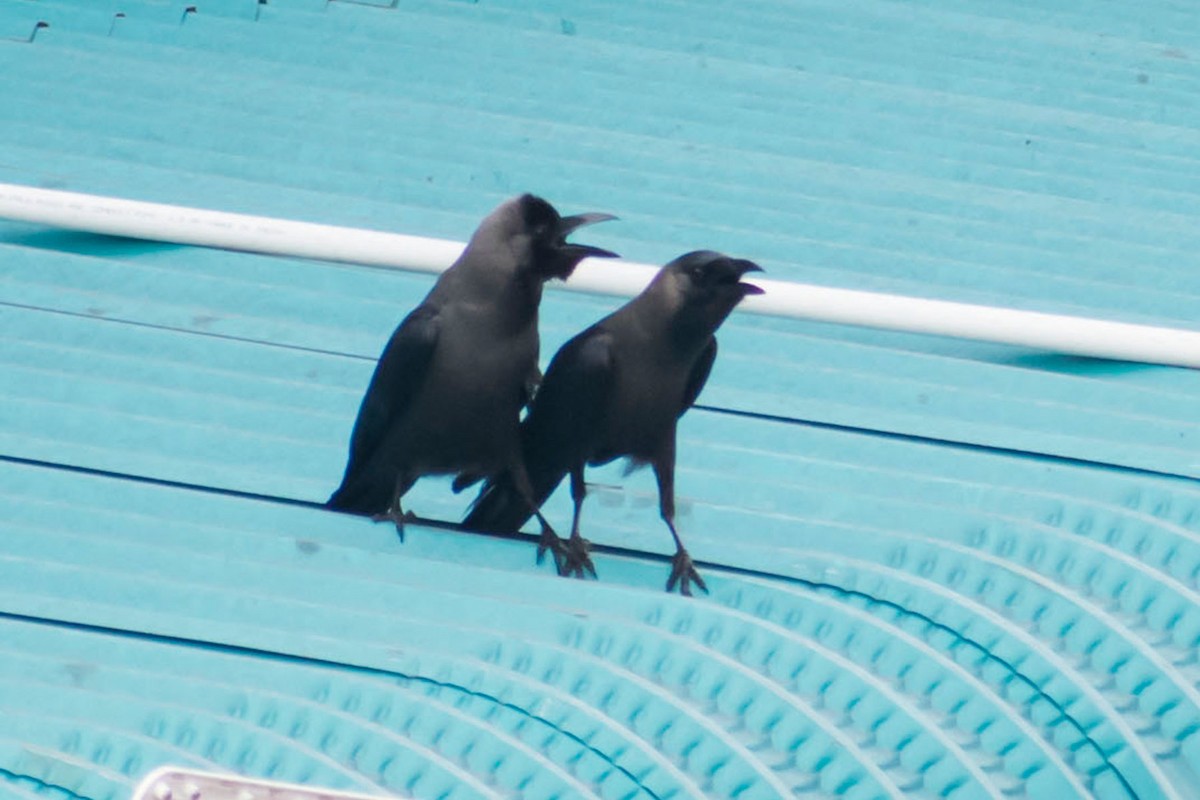 House Crow - Prem swaroop Kolluru