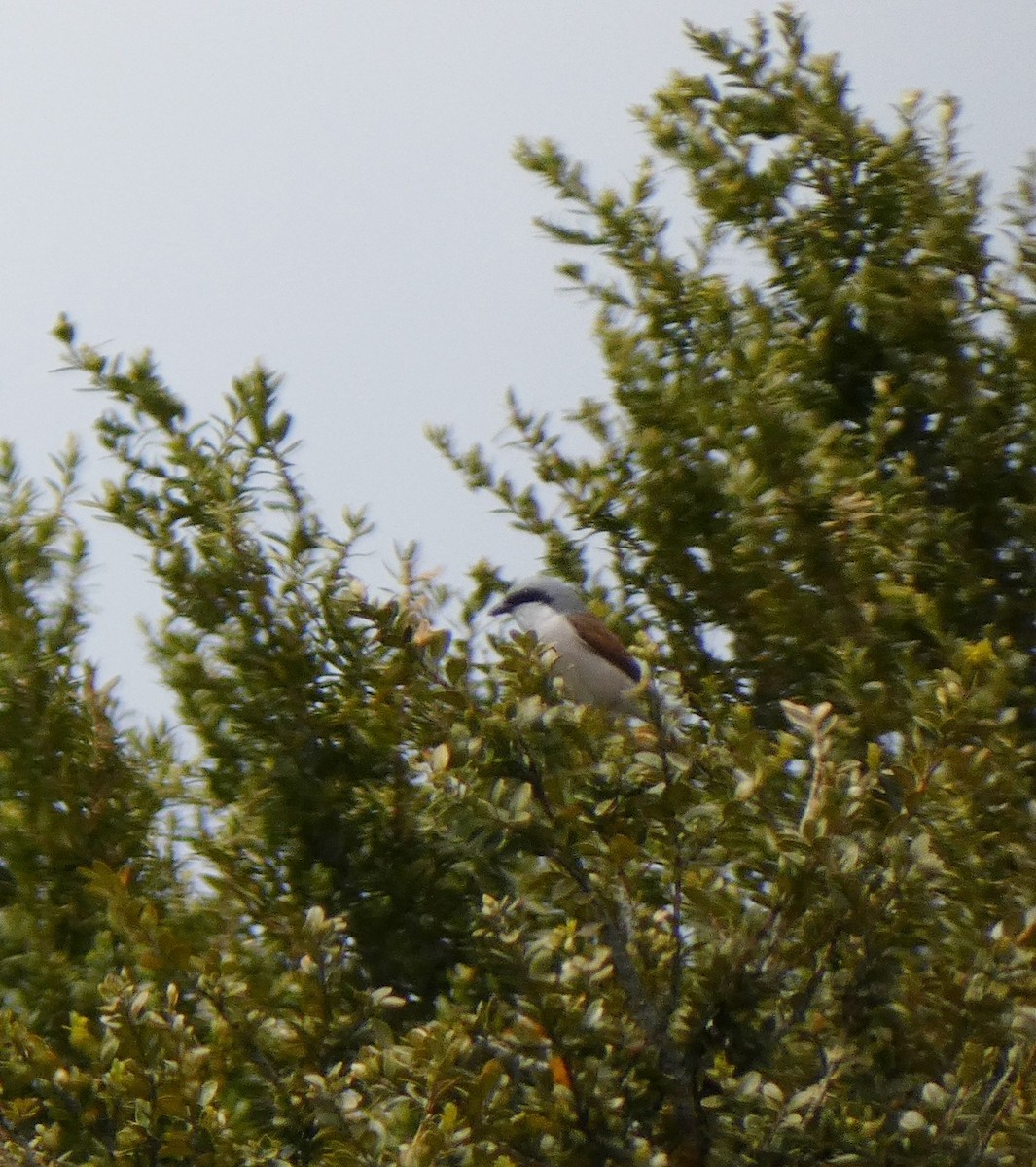 Red-backed Shrike - Iván de la Torre Gómez