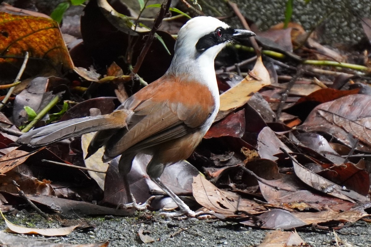 White-crested Laughingthrush - Tracy Heng