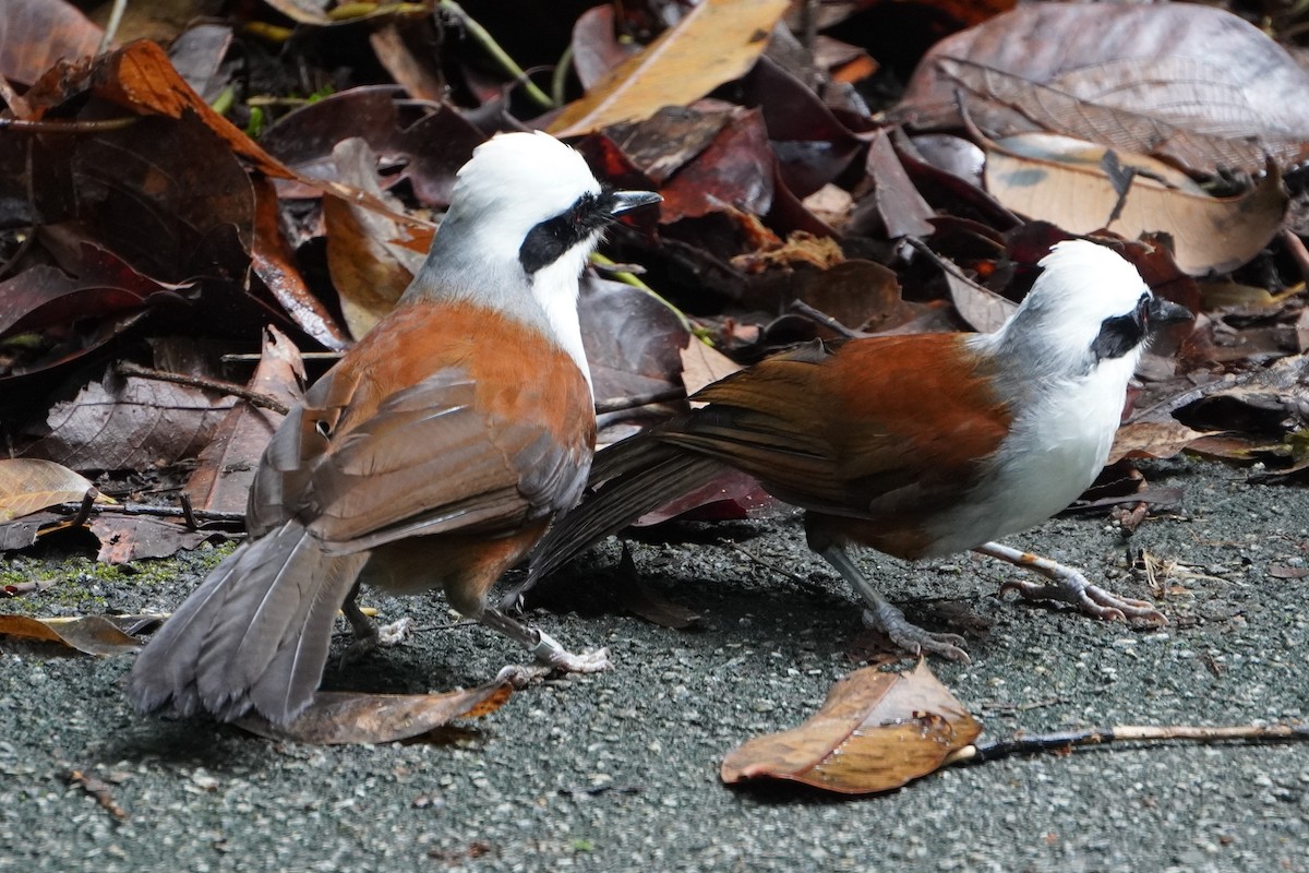 White-crested Laughingthrush - Tracy Heng