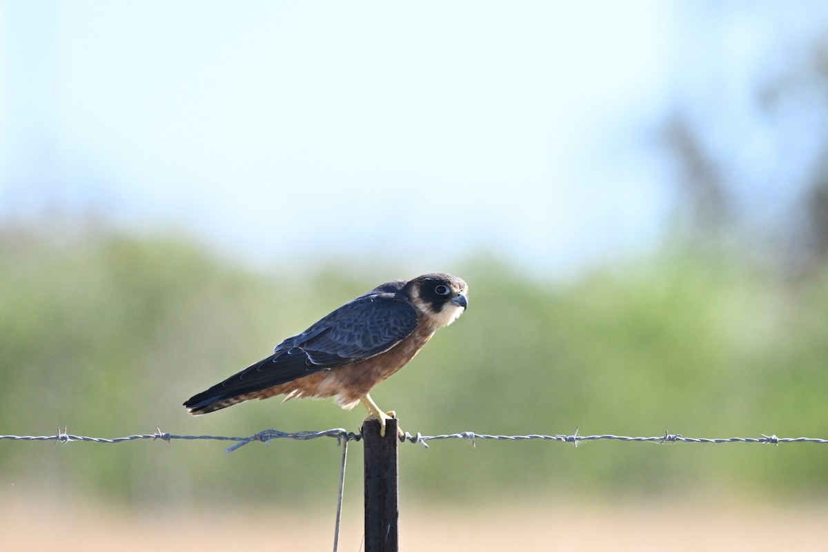 Australian Hobby - ML619660642