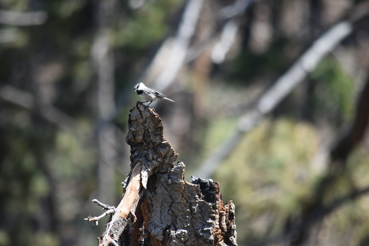 Mountain Chickadee - Hayley Lester