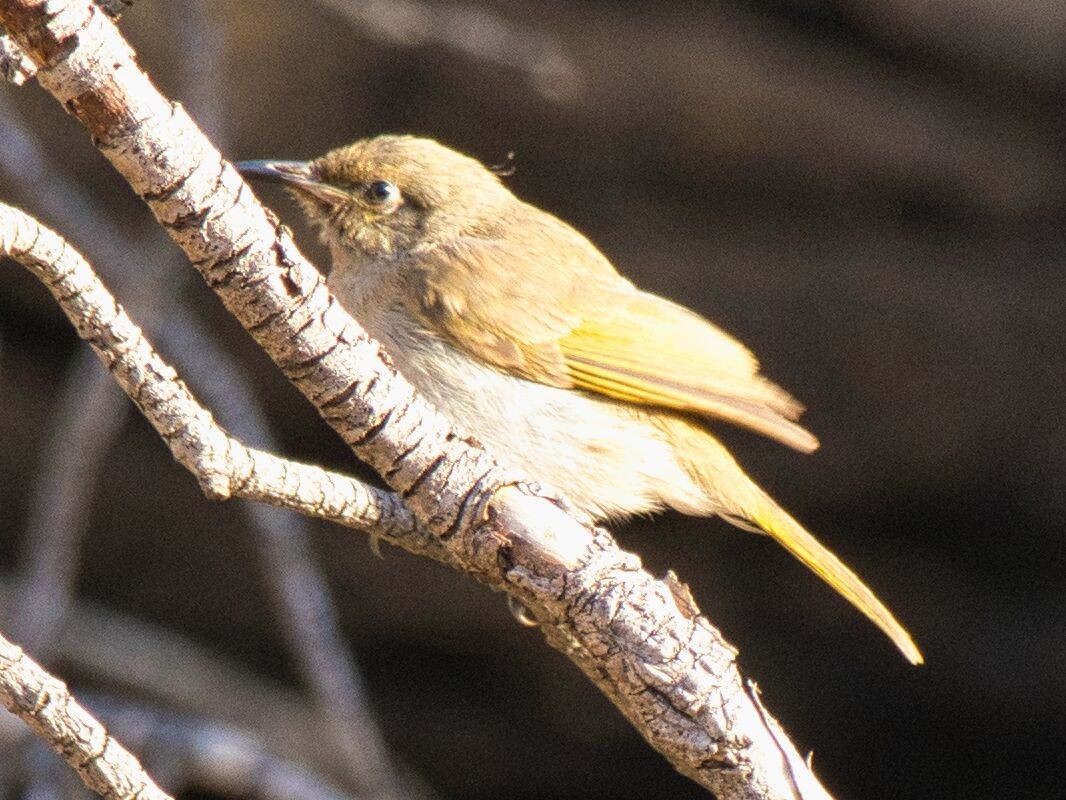 Brown Honeyeater - Mark Pronger