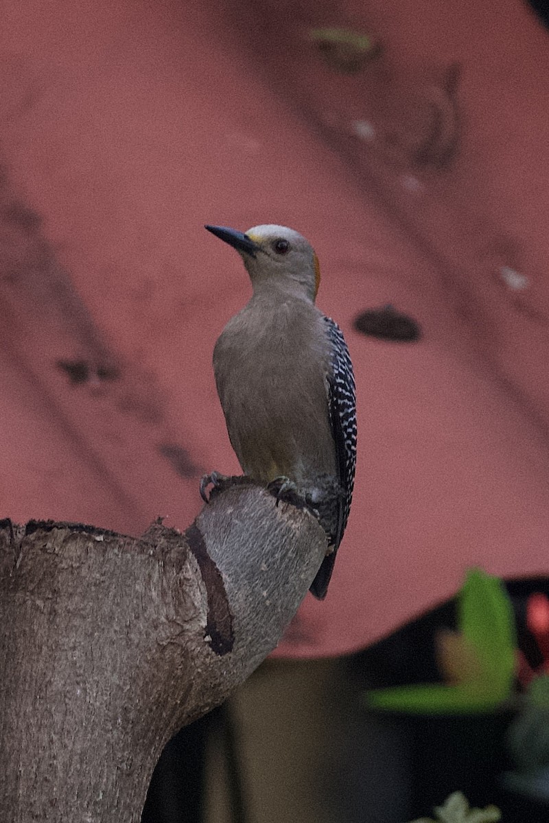 Golden-fronted Woodpecker - ML619660646