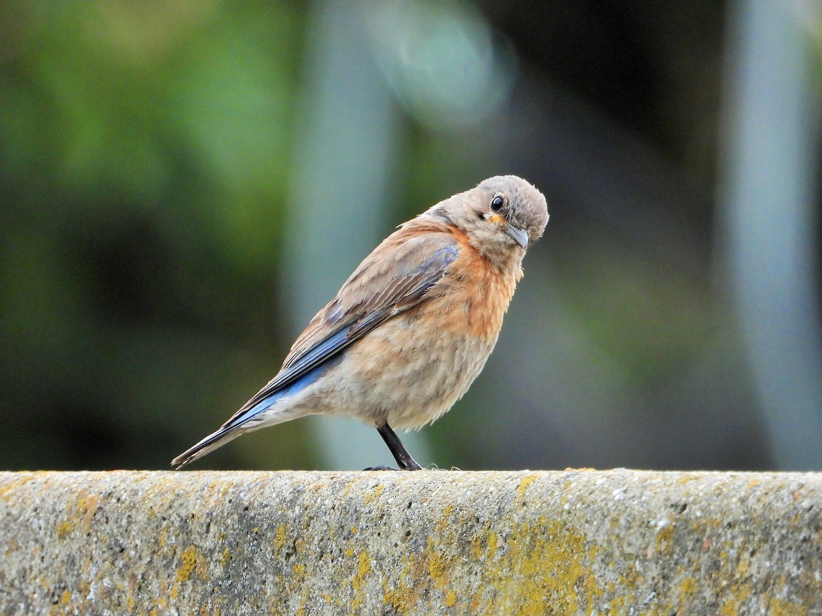 Western Bluebird - Carol Ann Krug Graves