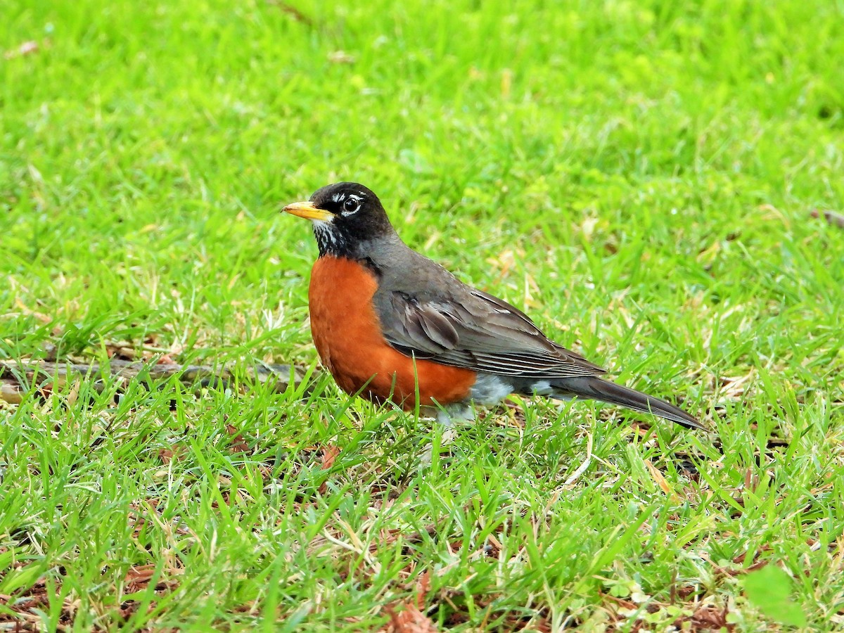 American Robin - Carol Ann Krug Graves