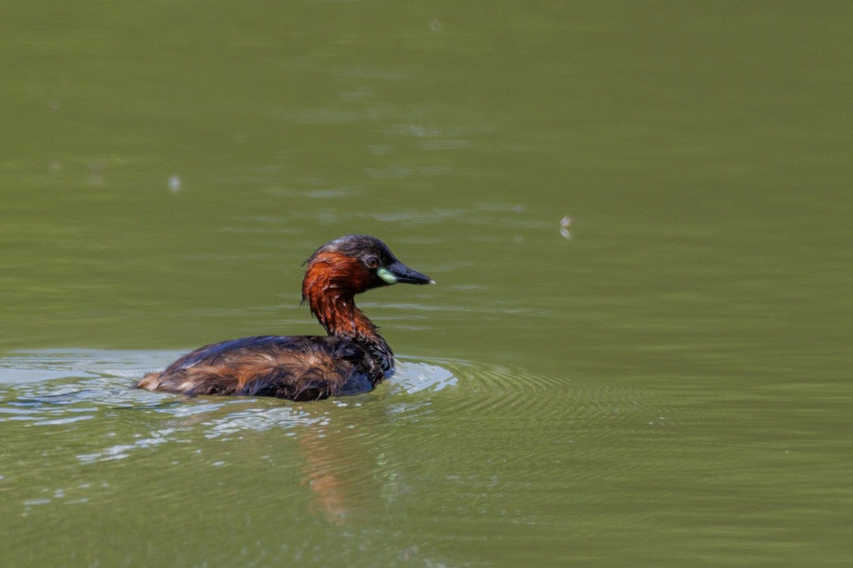 Little Grebe - Lutz Duerselen