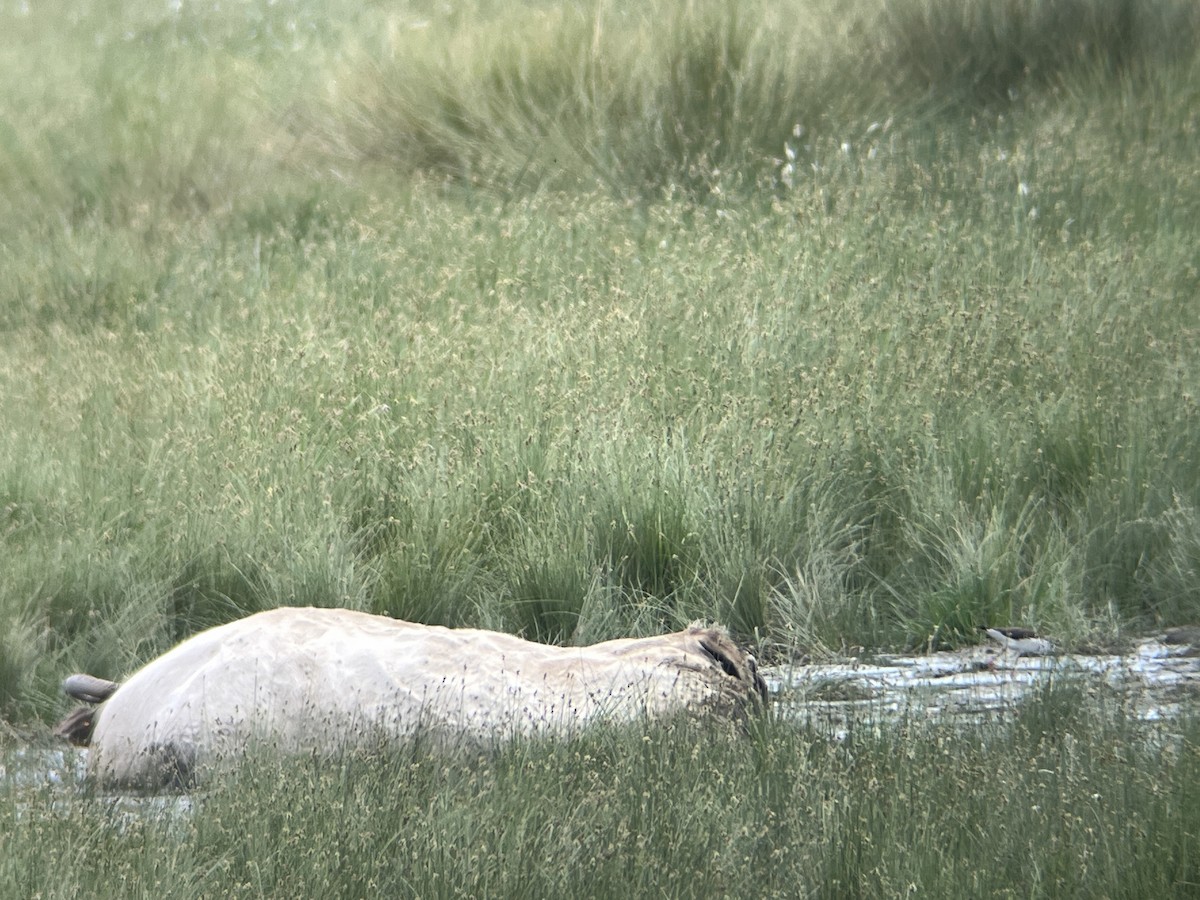 Échasse blanche - ML619660657