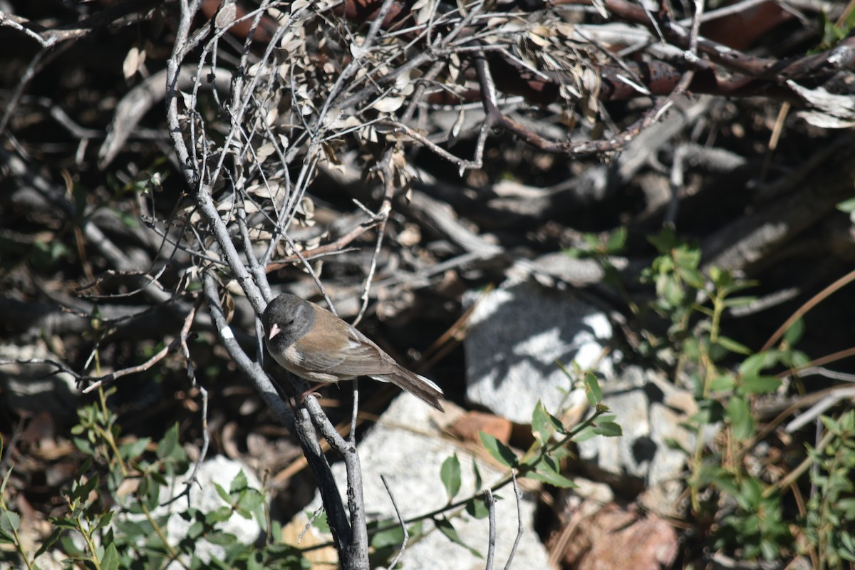 Dark-eyed Junco - Hayley Lester