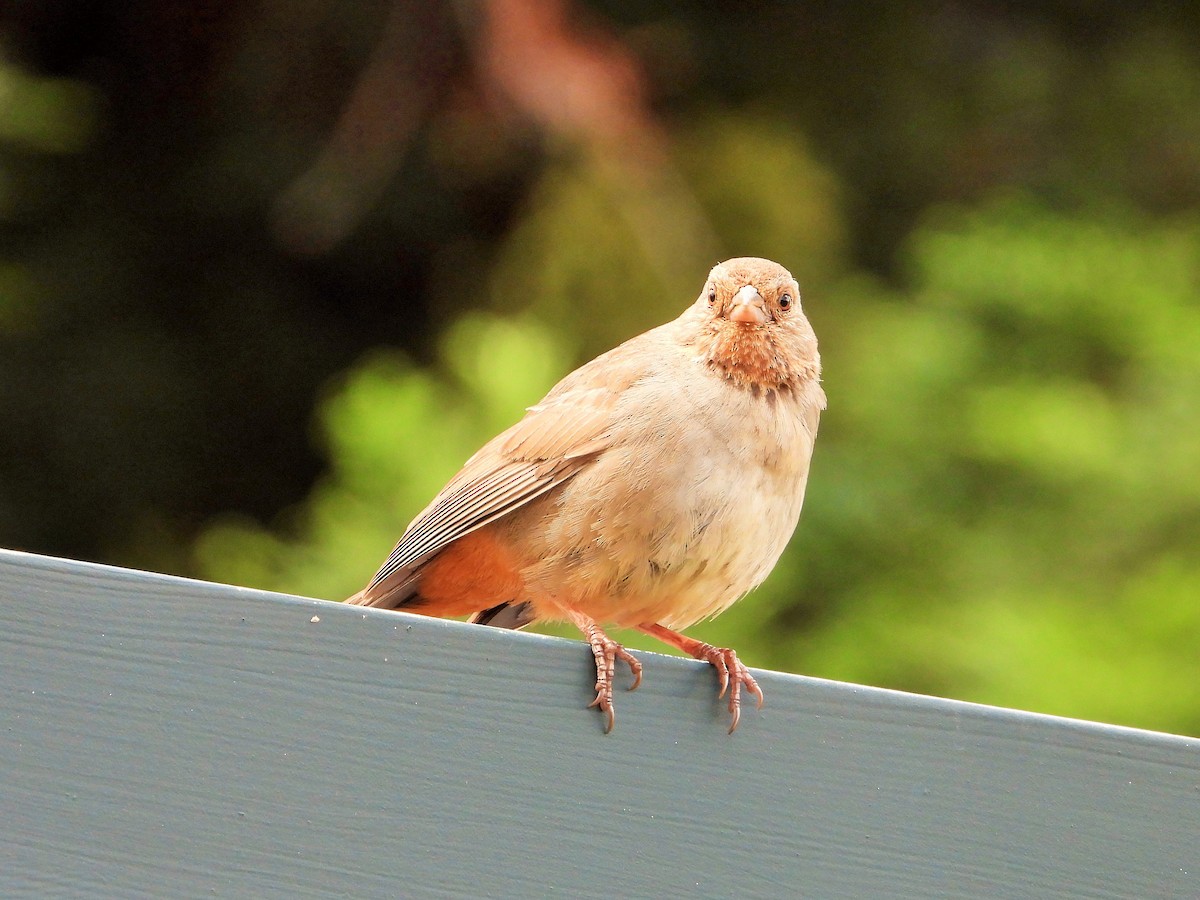 California Towhee - Carol Ann Krug Graves