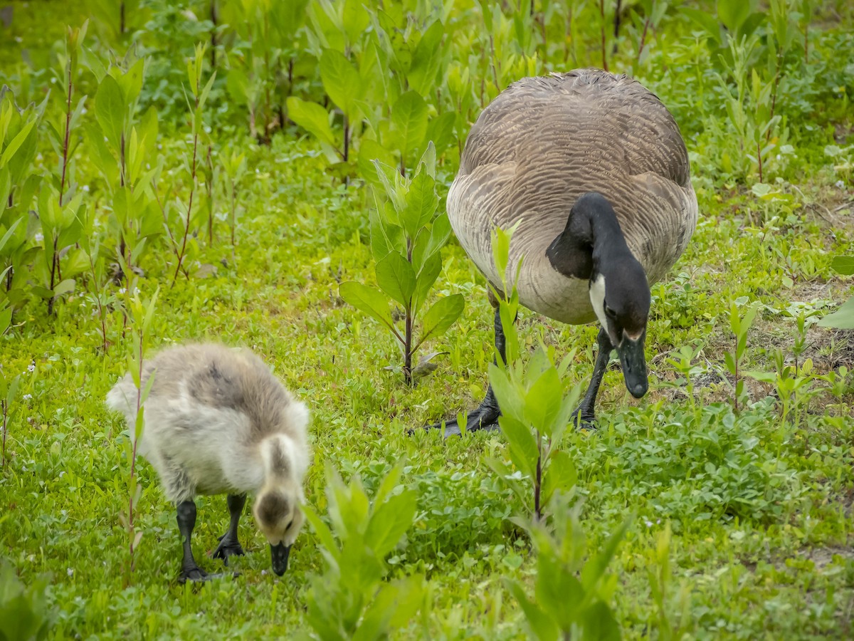 Canada Goose - James Kendall