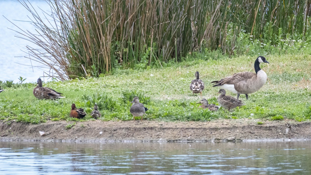 Cinnamon Teal - James Kendall