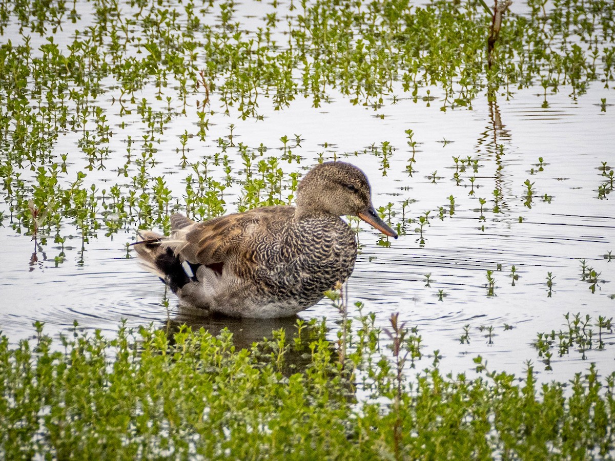 Gadwall - James Kendall