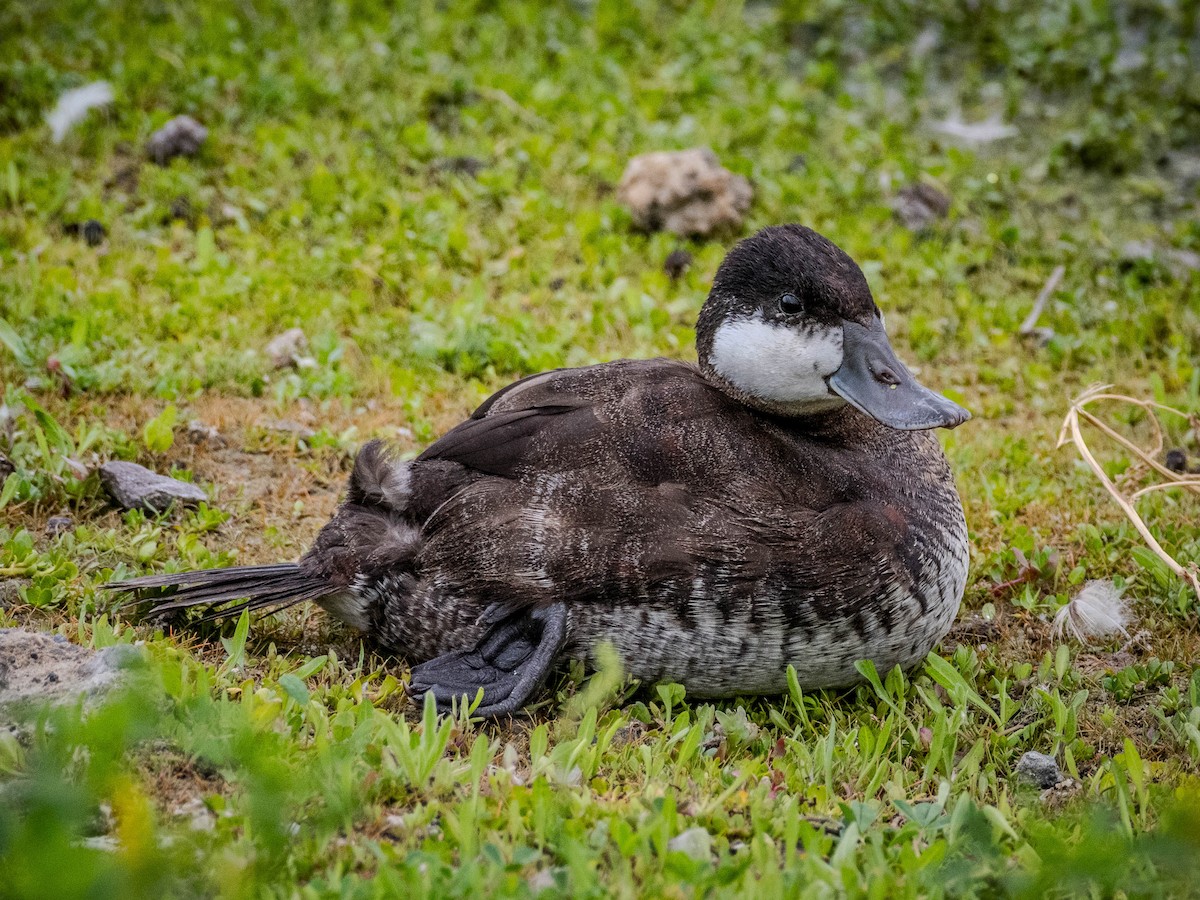 Ruddy Duck - James Kendall