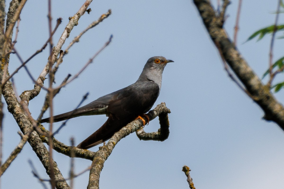 Common Cuckoo - Lutz Duerselen