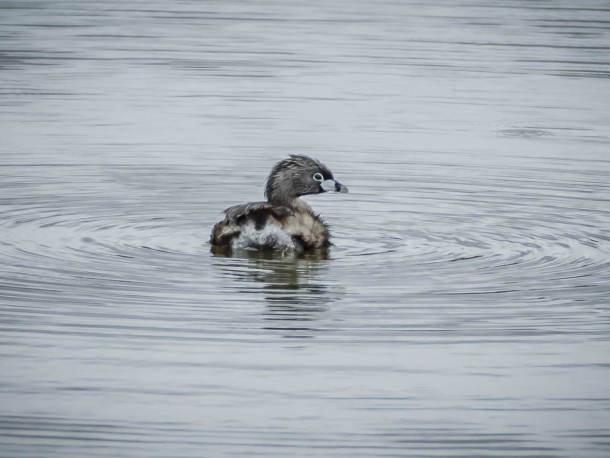 Pied-billed Grebe - James Kendall