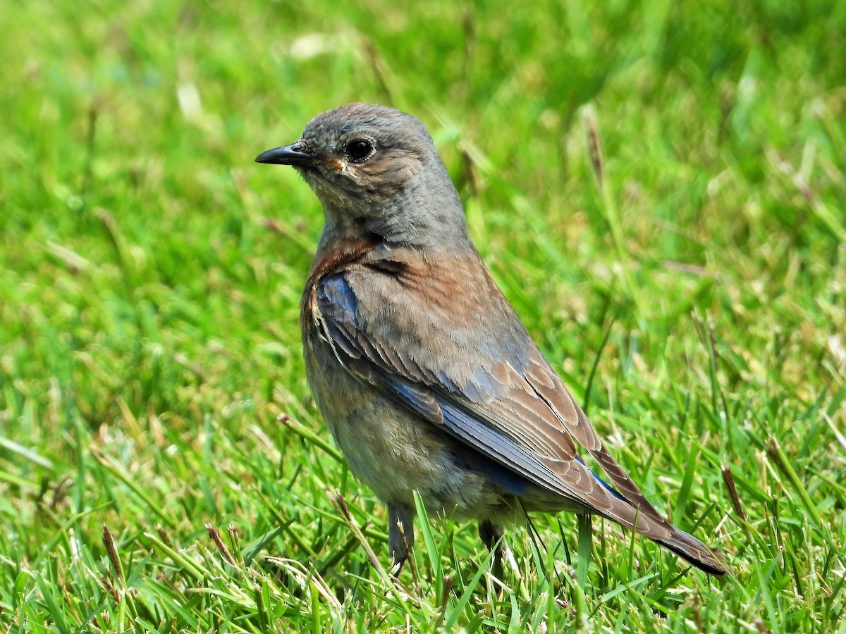 Western Bluebird - Carol Ann Krug Graves