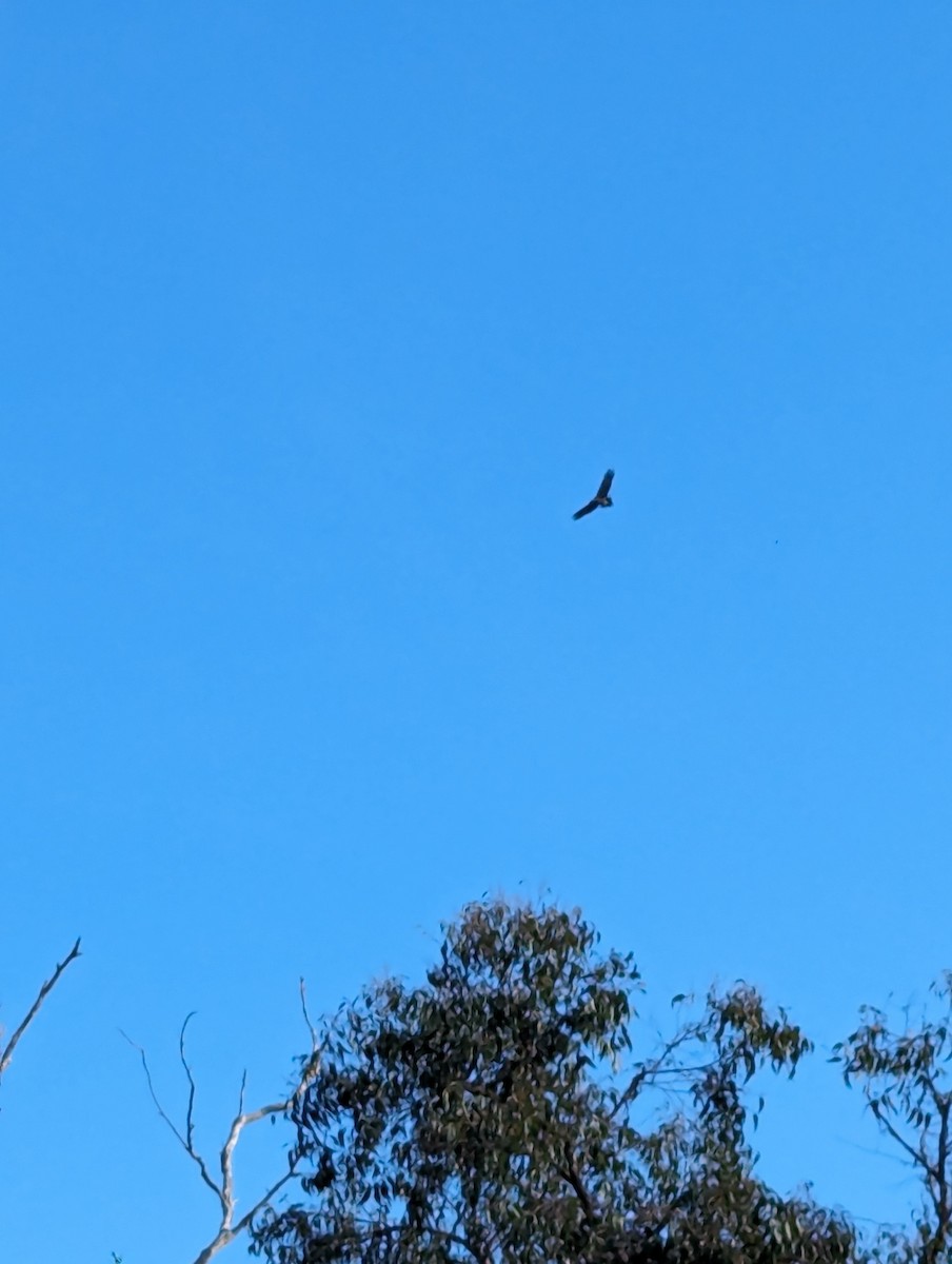 Wedge-tailed Eagle - ML619660701