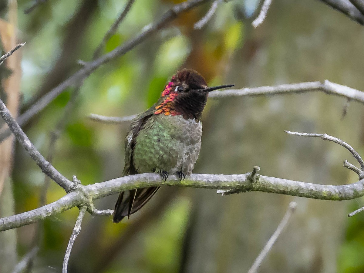 Anna's Hummingbird - James Kendall