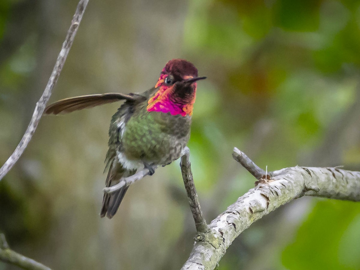 Anna's Hummingbird - James Kendall