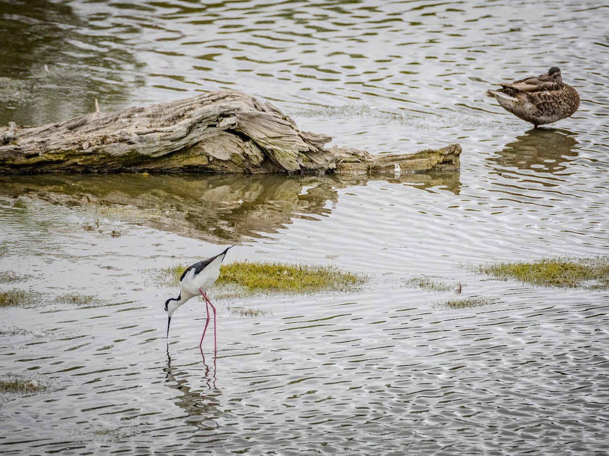 Black-necked Stilt - James Kendall