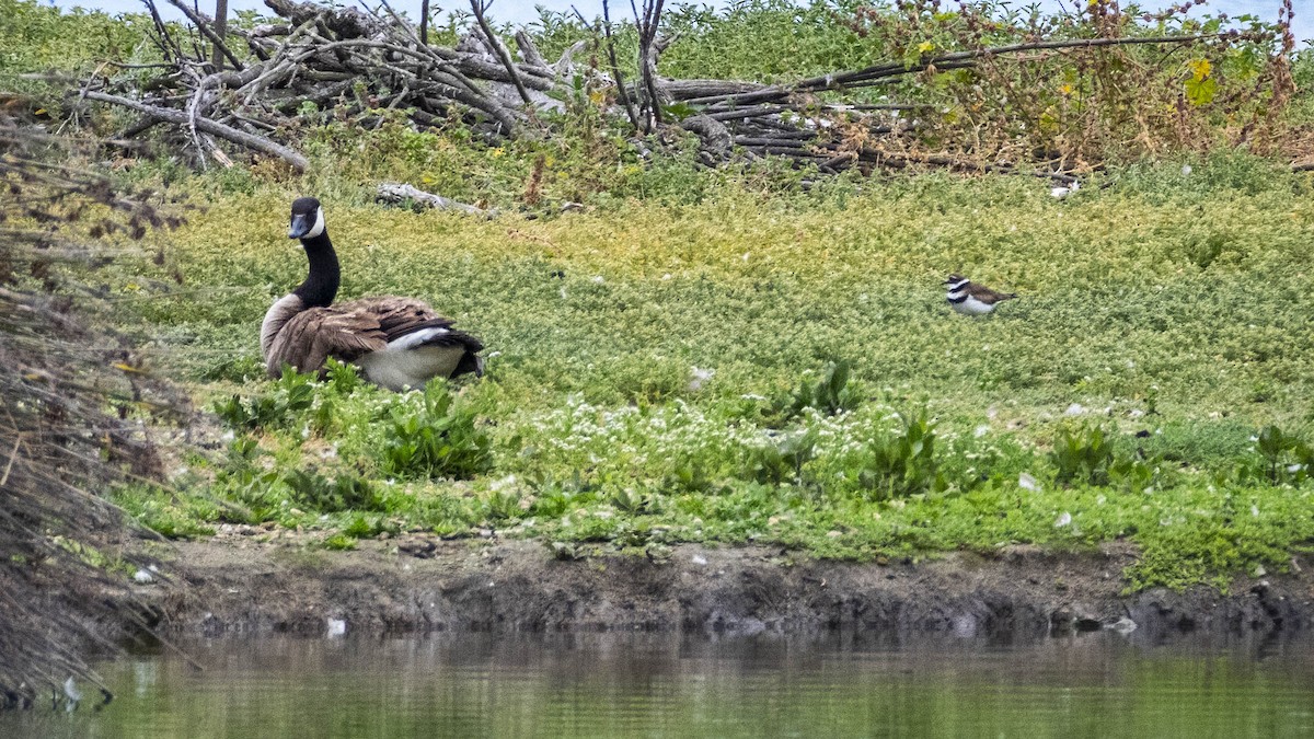 Killdeer - James Kendall