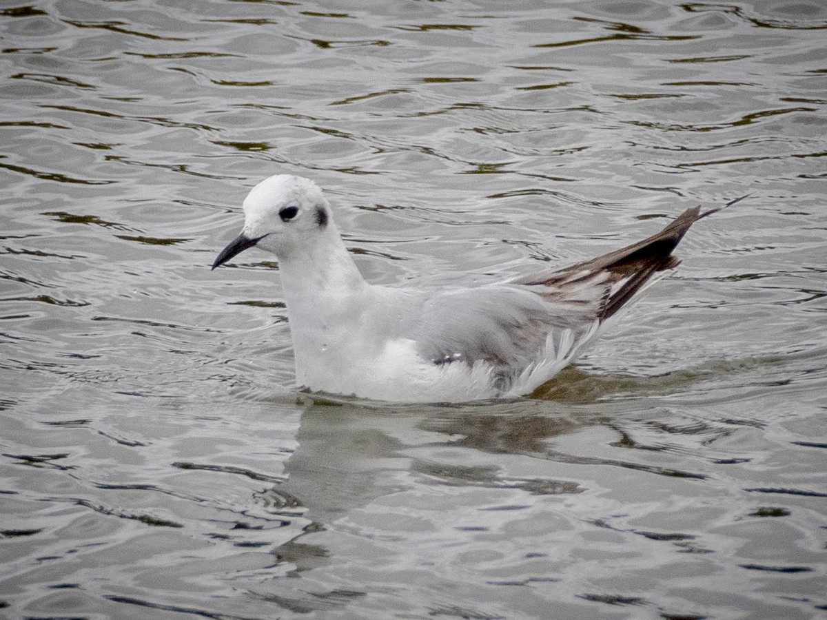 Bonaparte's Gull - James Kendall