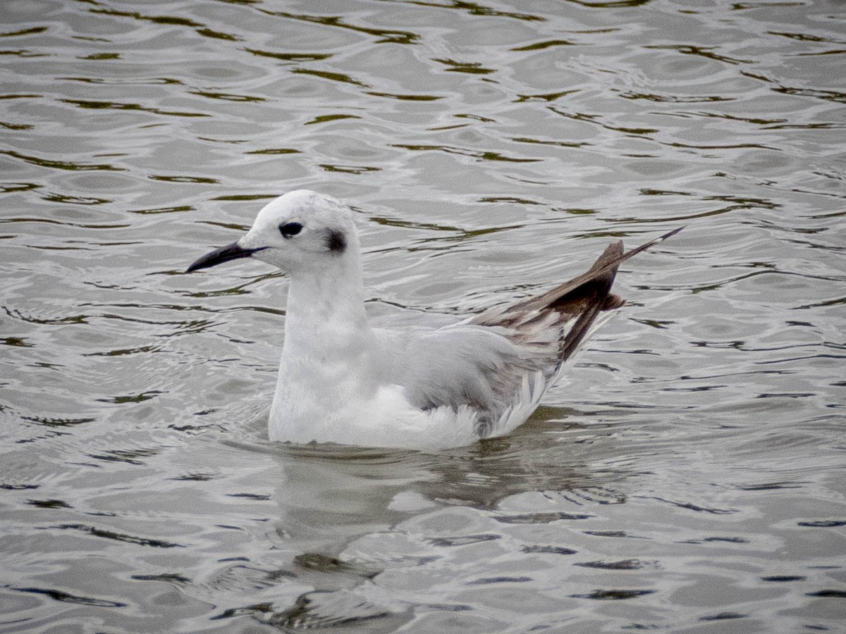 Bonaparte's Gull - James Kendall