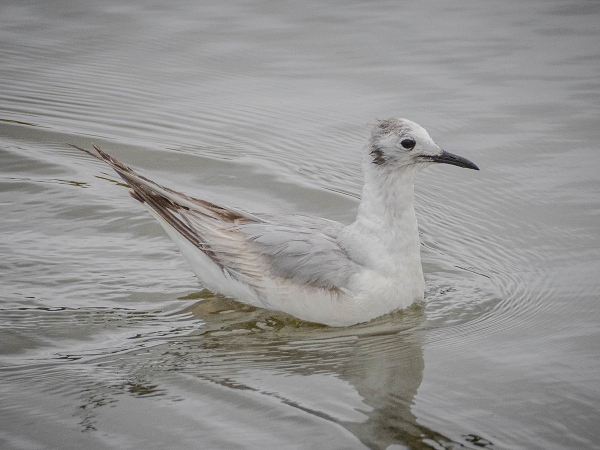 Bonaparte's Gull - James Kendall