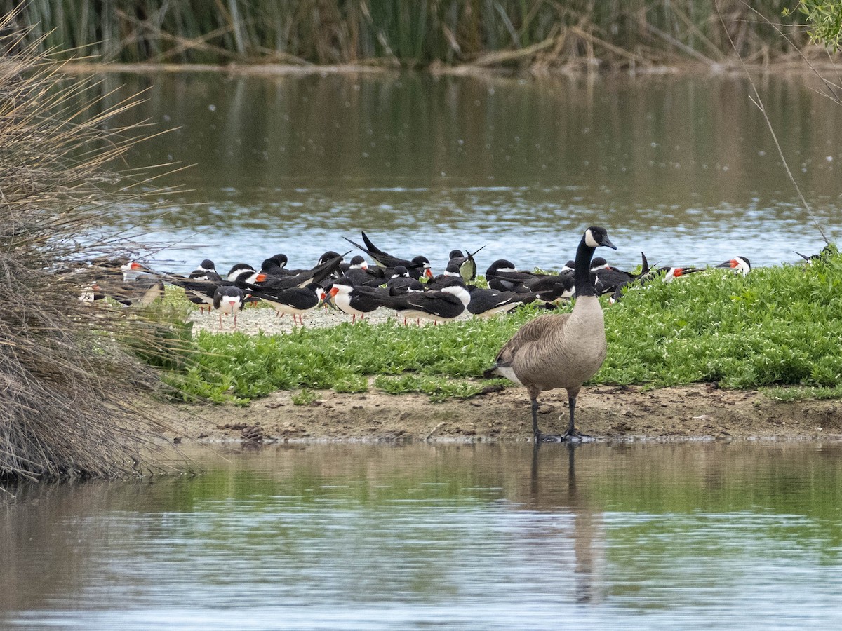 Black Skimmer - James Kendall