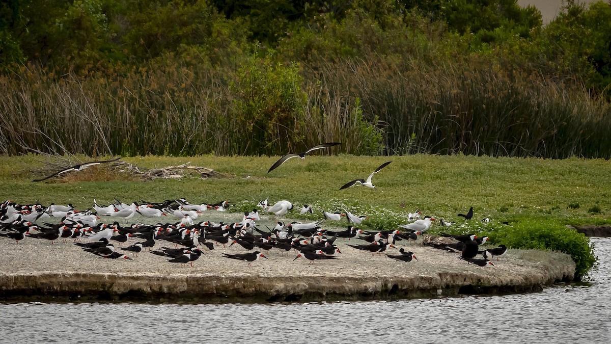 Black Skimmer - James Kendall