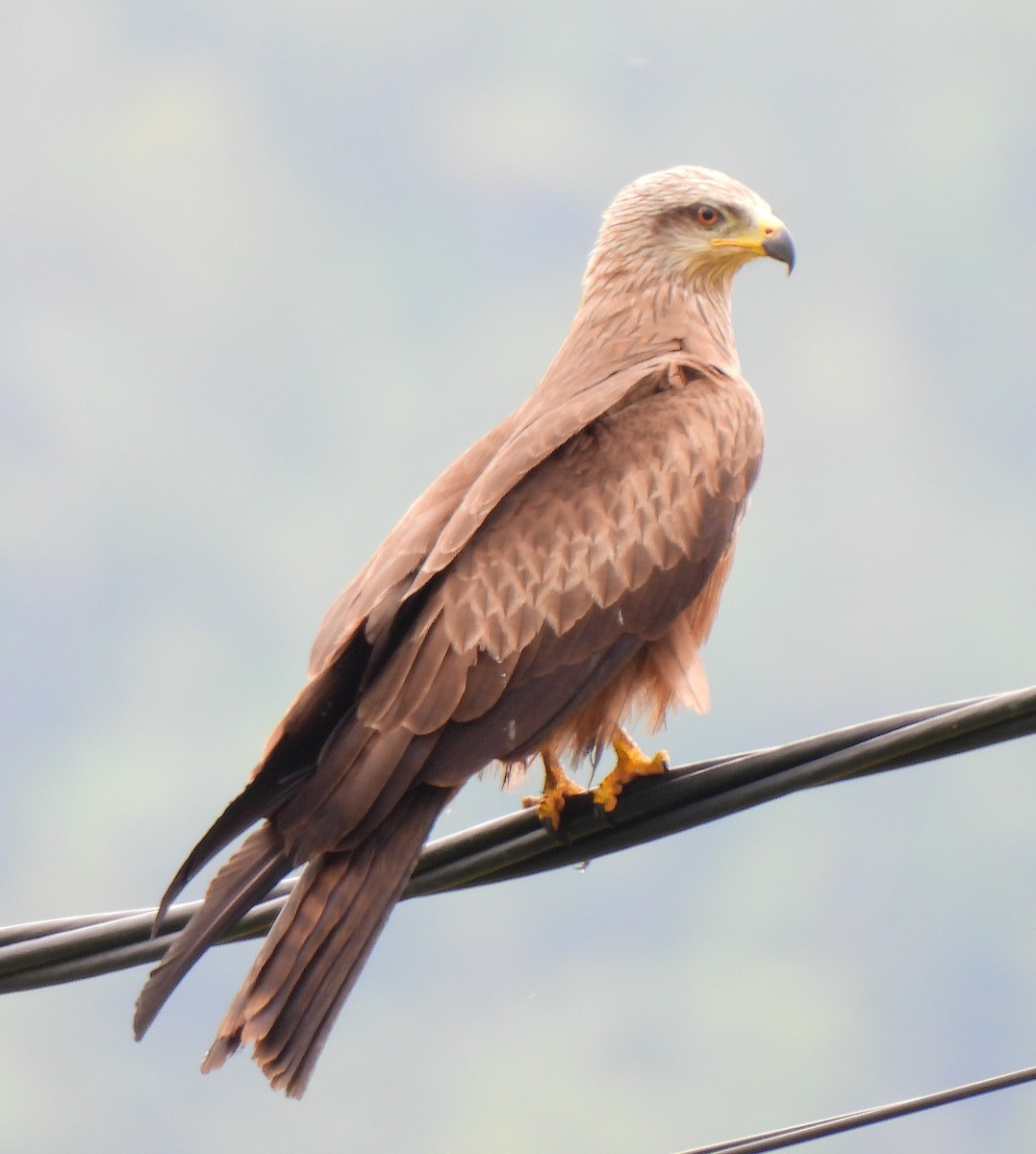 Black Kite - Aurora Cubillas