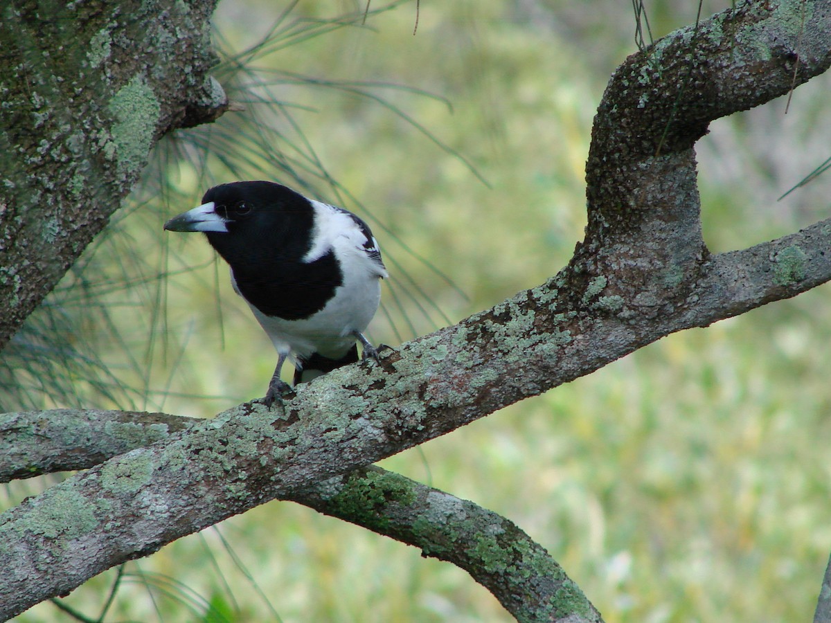 Pied Butcherbird - ML619660750