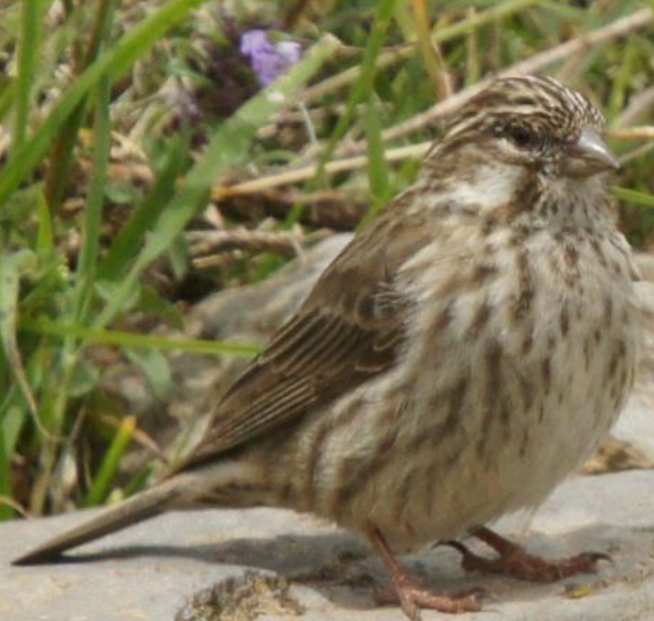 Ankober Serin - Michael Grunwell