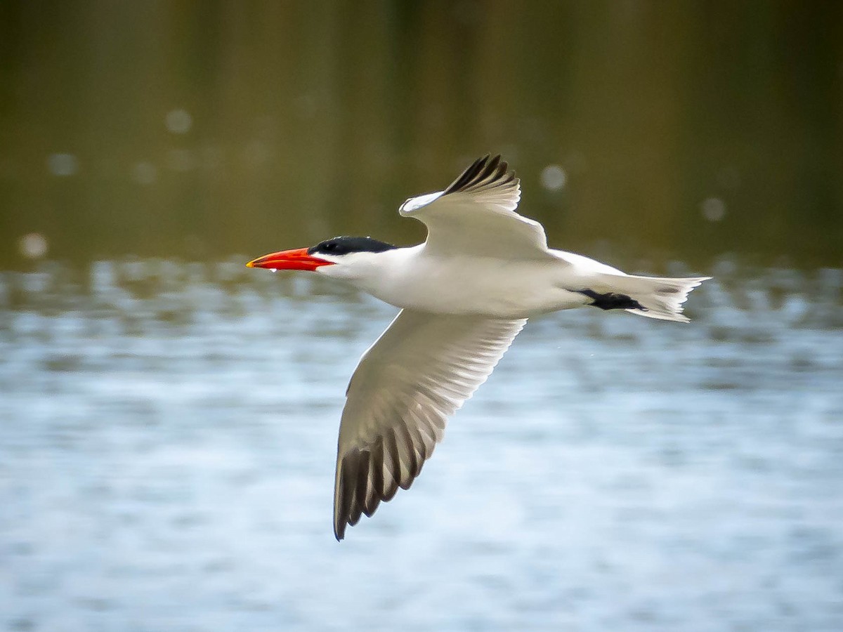 Caspian Tern - James Kendall