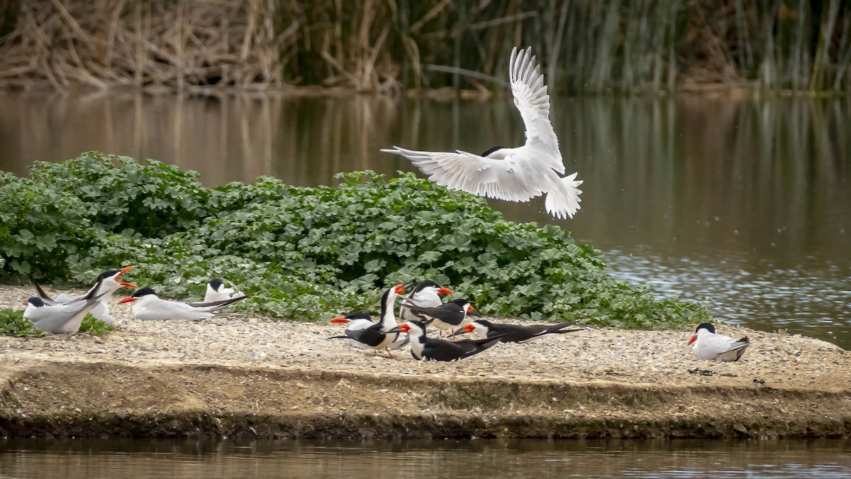 Caspian Tern - James Kendall