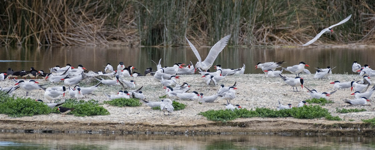 Caspian Tern - James Kendall