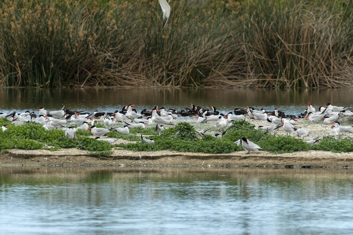 Caspian Tern - James Kendall