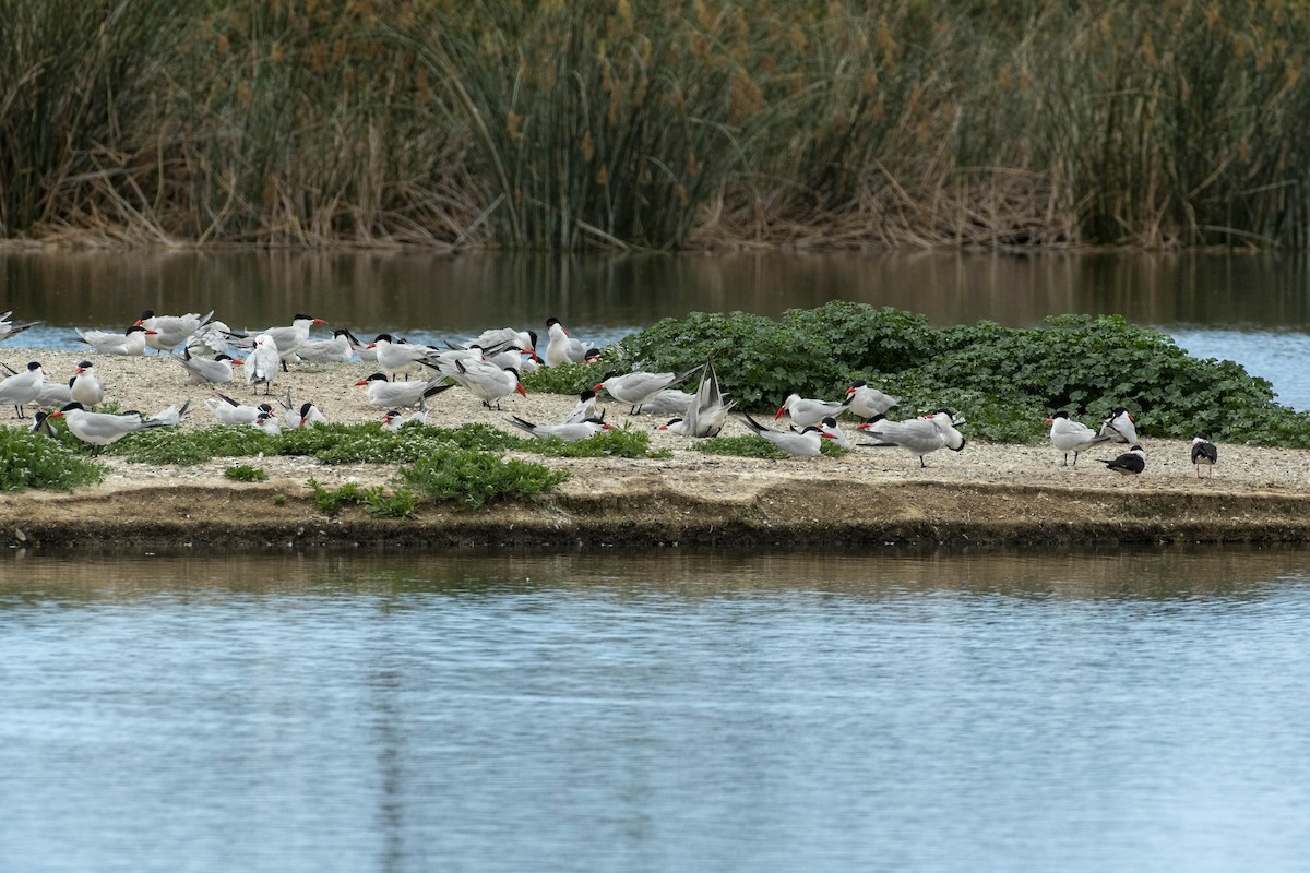 Caspian Tern - James Kendall