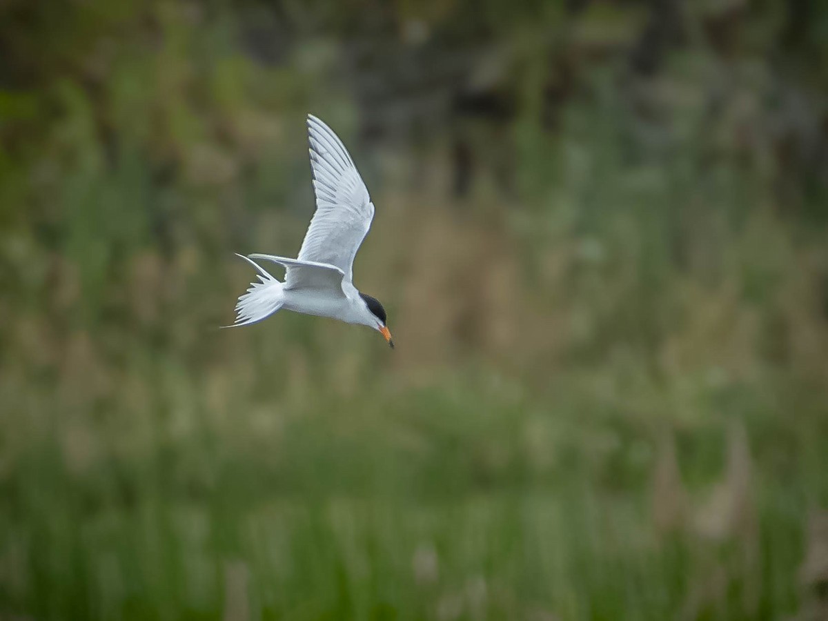 Forster's Tern - James Kendall