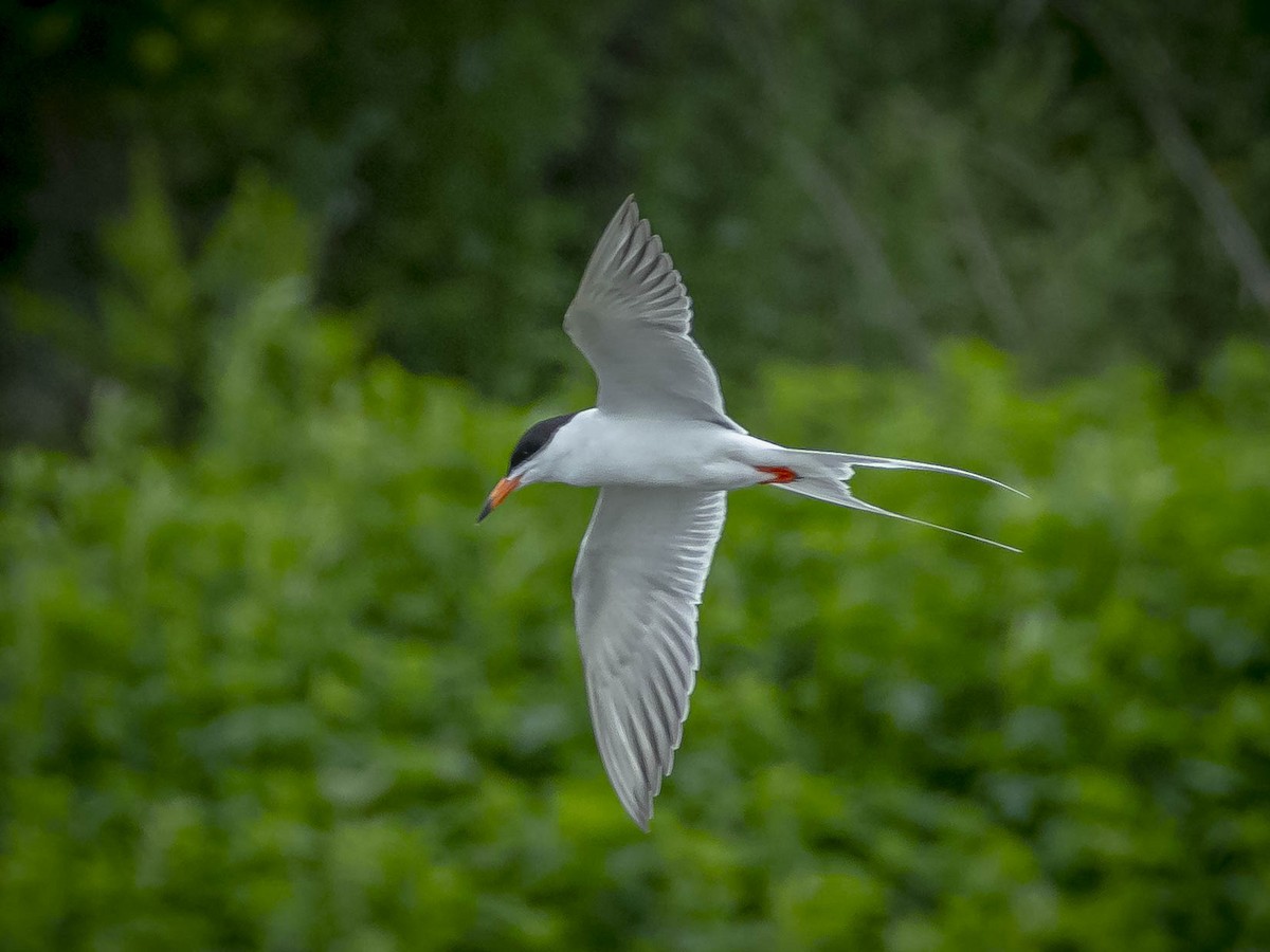 Forster's Tern - James Kendall