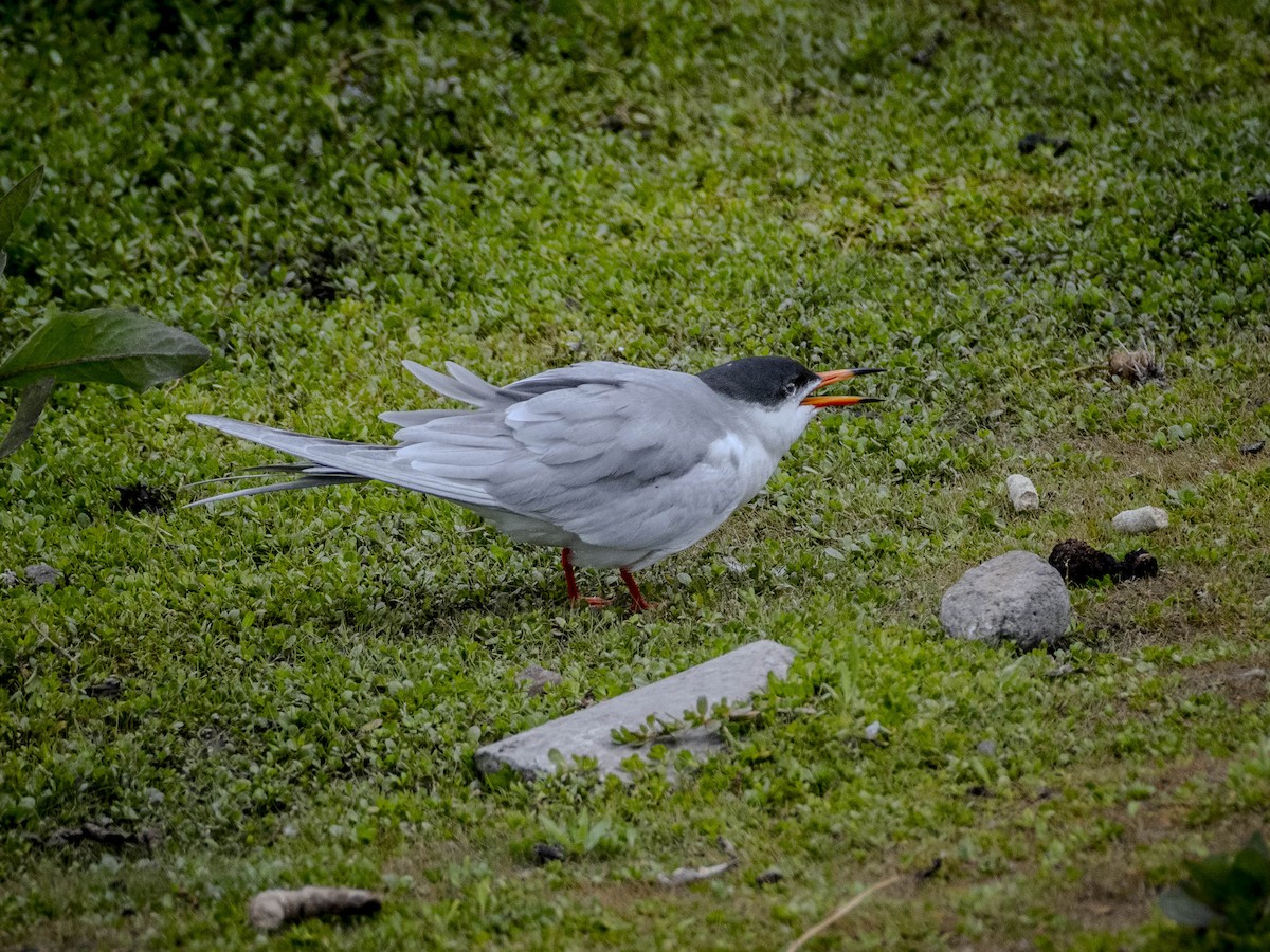 Forster's Tern - James Kendall