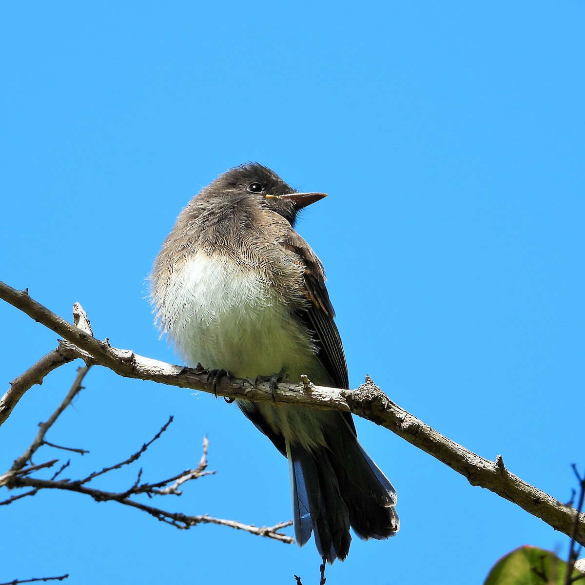 Black Phoebe - Carol Ann Krug Graves