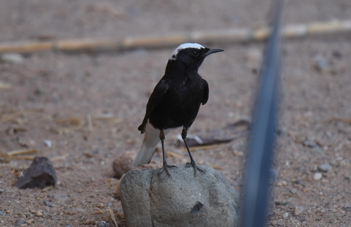 White-crowned Wheatear - ML619660781