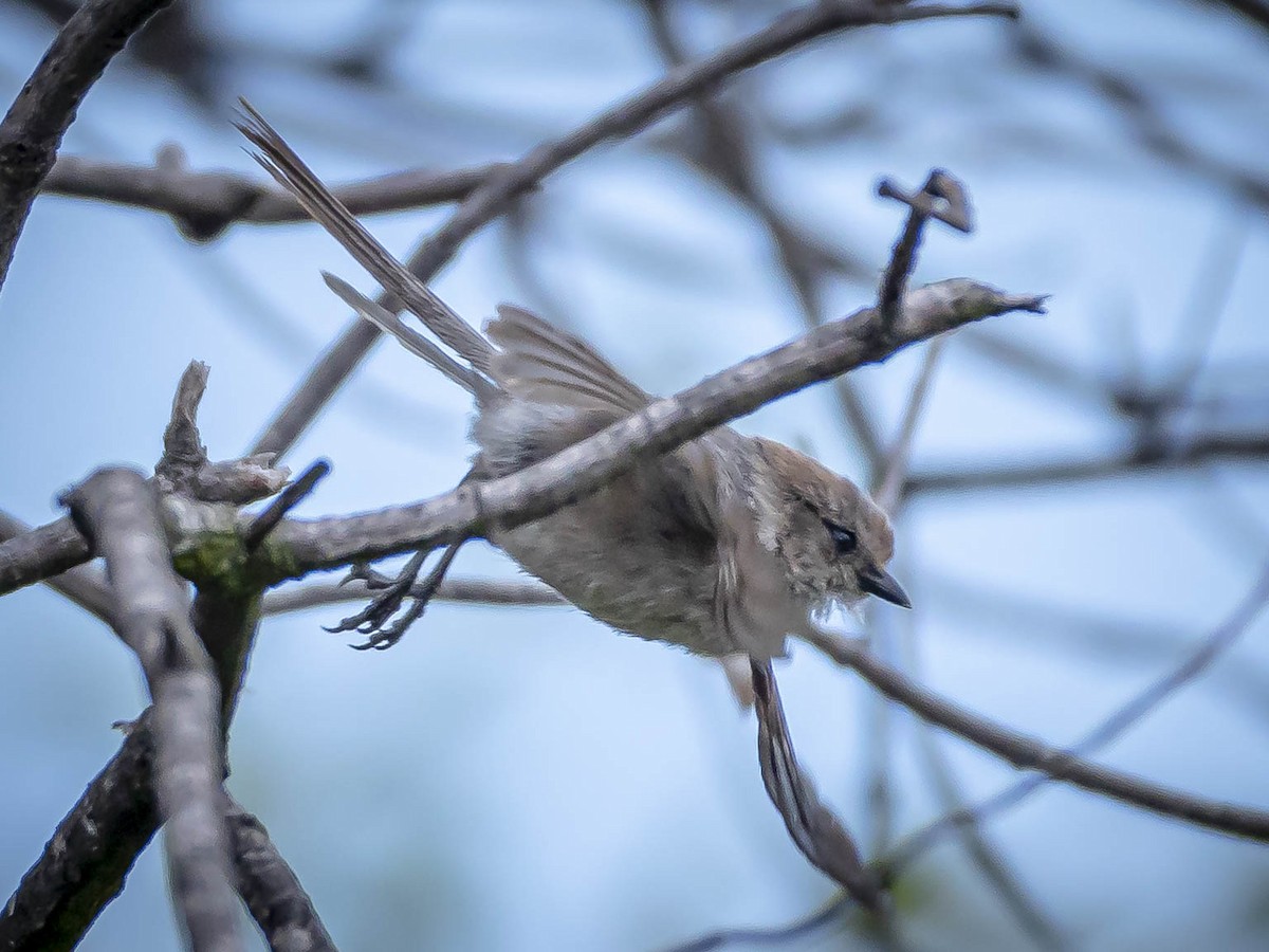 Bushtit - James Kendall