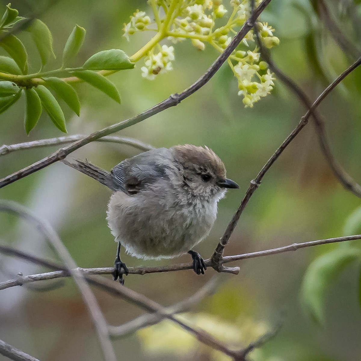 Bushtit - James Kendall