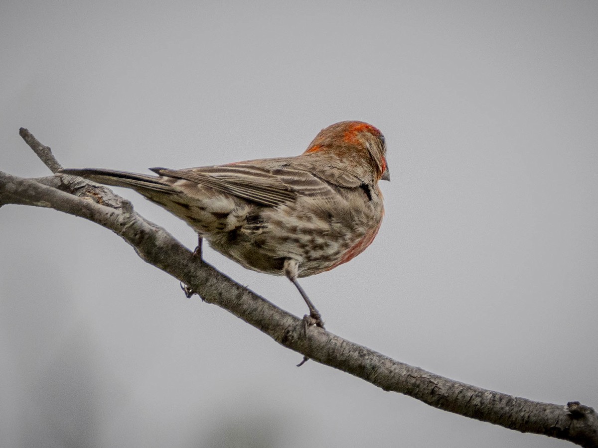 House Finch - James Kendall