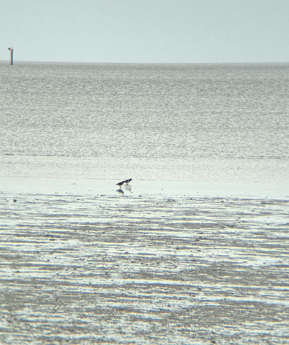 Pied Oystercatcher - Maia Oliver