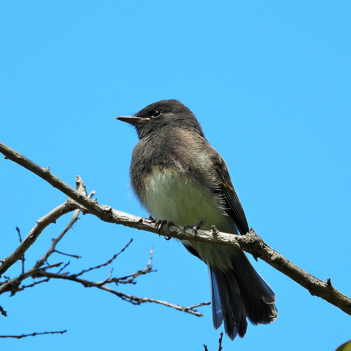 Black Phoebe - Carol Ann Krug Graves